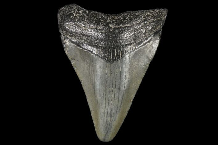Juvenile Megalodon Tooth - Georgia #99117